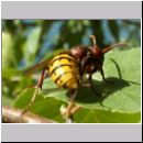 Vespa crabro - Hornisse 15.jpg